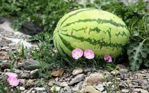 小漫画基地在线免费下载 