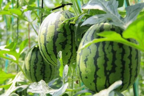 小漫画基地在线免费下载 