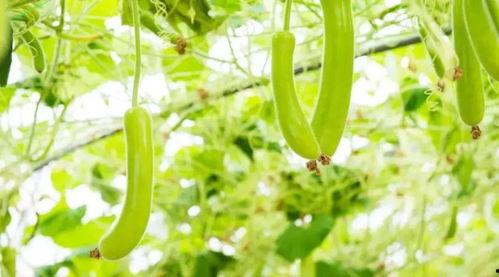 黑料吃瓜网apk普通安装 